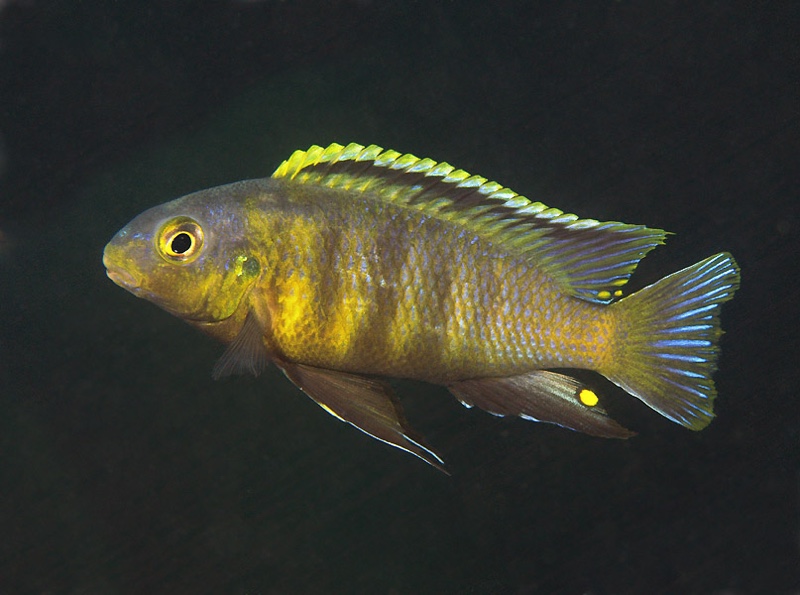Tropheops sp. 'orange chest' Domwe Island